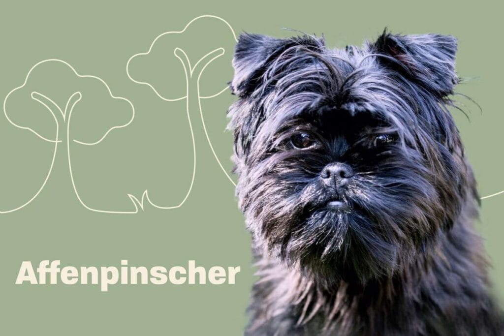 Introduction The Affenpinscher Dog Breed