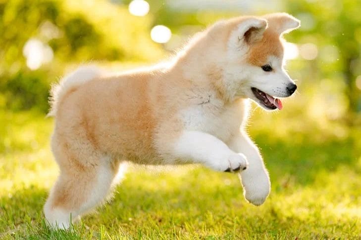 How to Buy/Adopt an Akita Inu dog breed