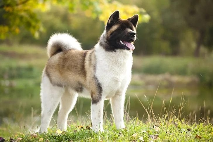 How to Care for an American Akita dog breed