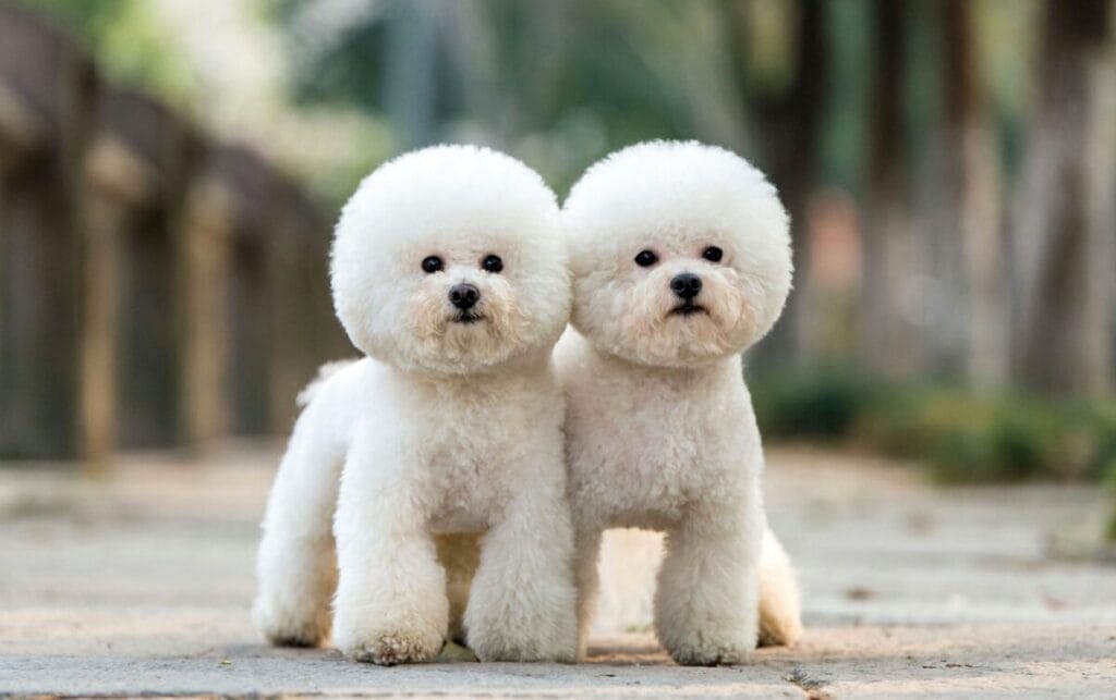 Caring for a Bichon dog breed