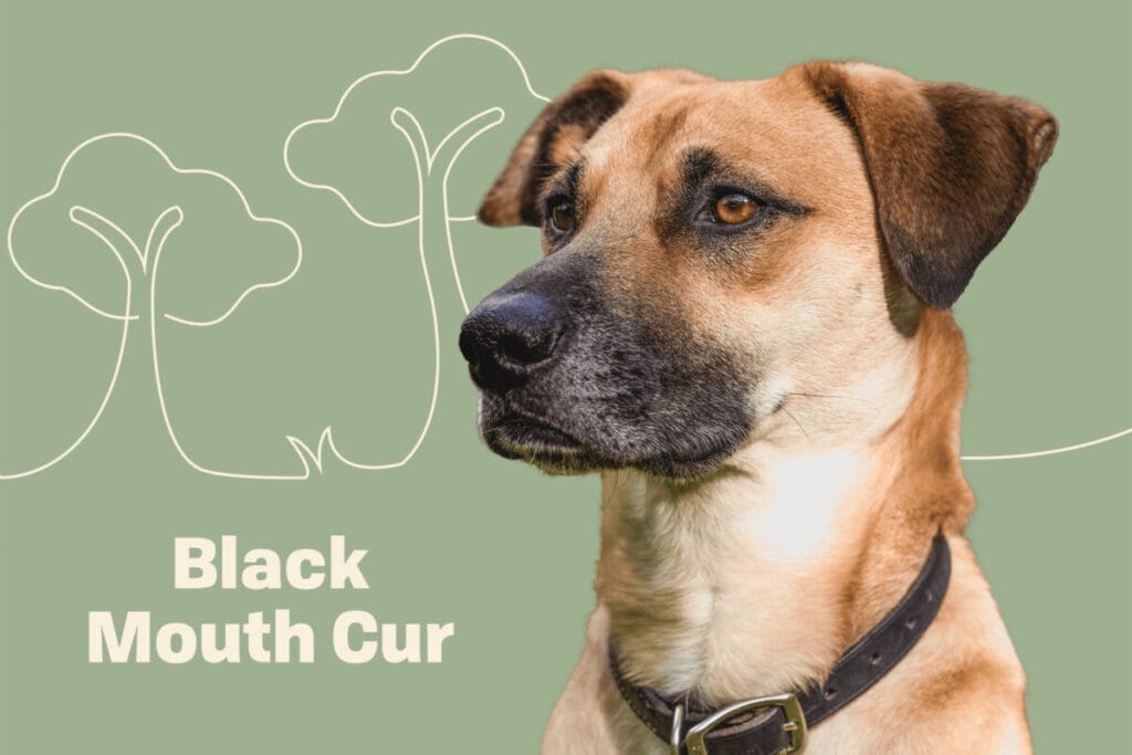 Introduction The Black Mouth Cur Dog Breed