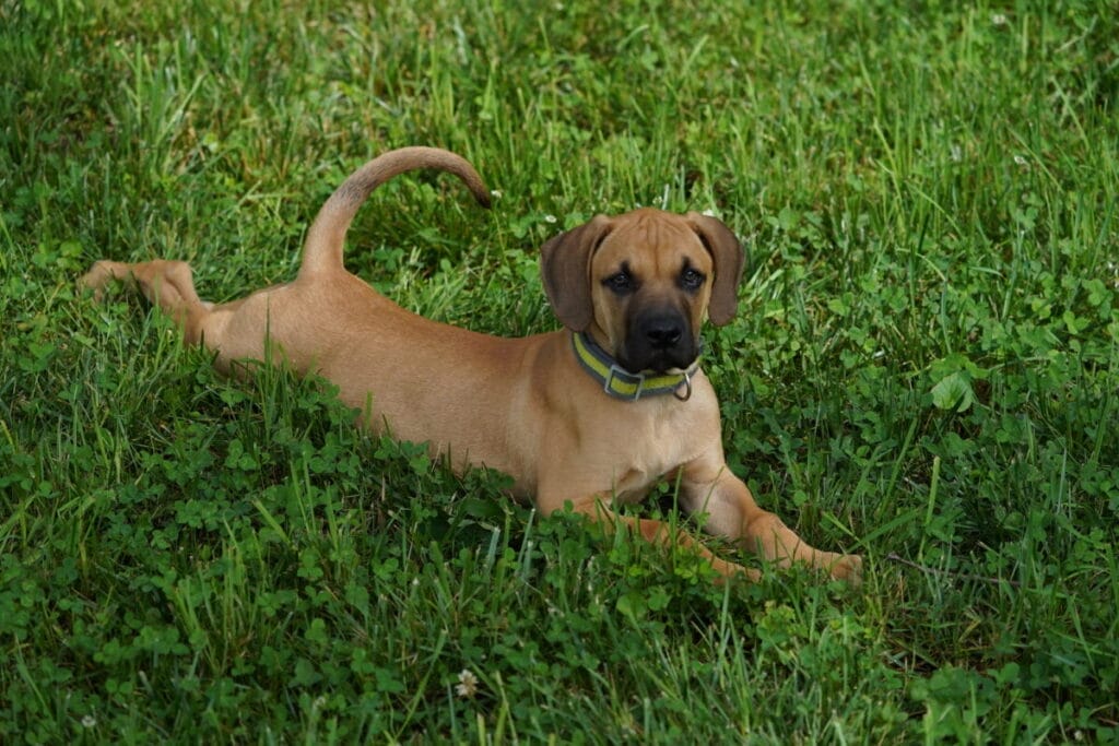 How to buy/adopt a Black Mouth Cur
