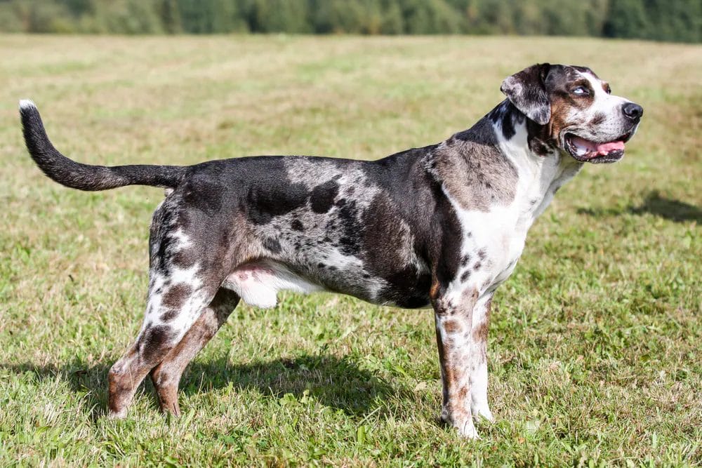 Caring for a Catahoula Leopard Dog