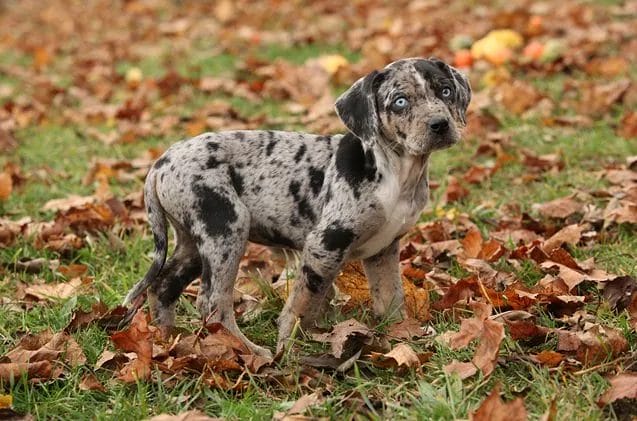 Finding a Catahoula Leopard Dog