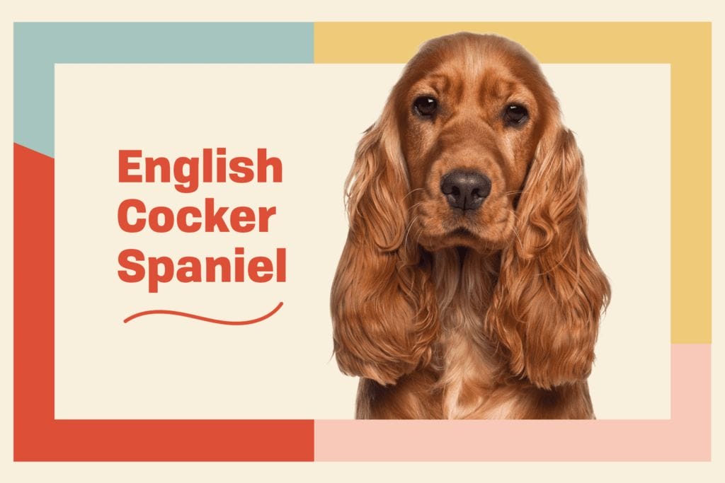 Introduction The English Cocker Spaniel Dog Breed