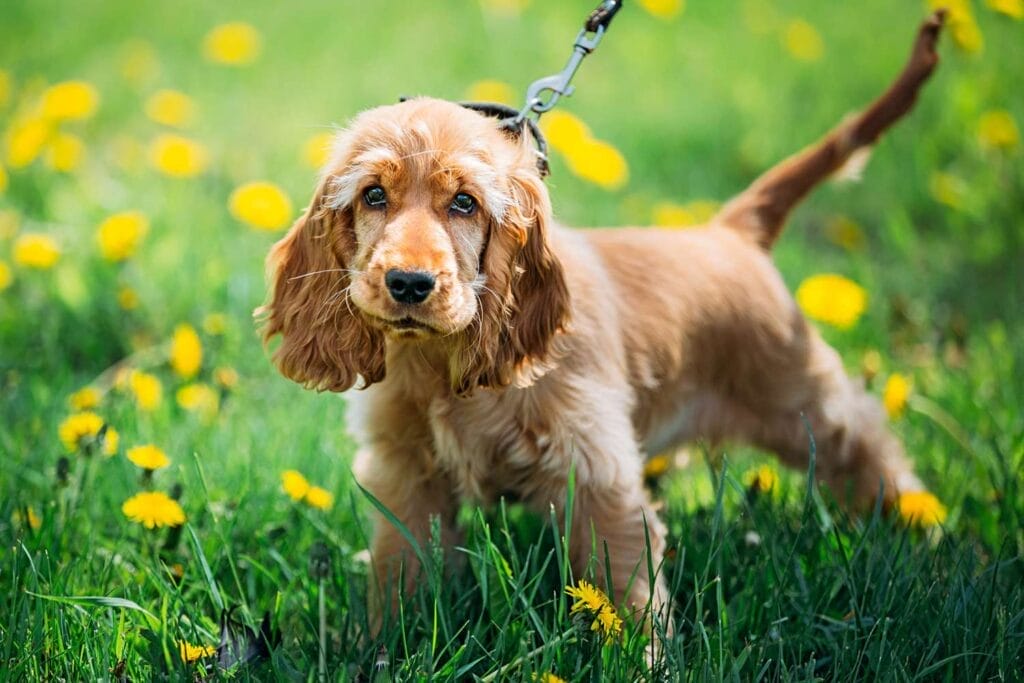 How to Buy/Adopt an English Cocker Spaniel dog breed