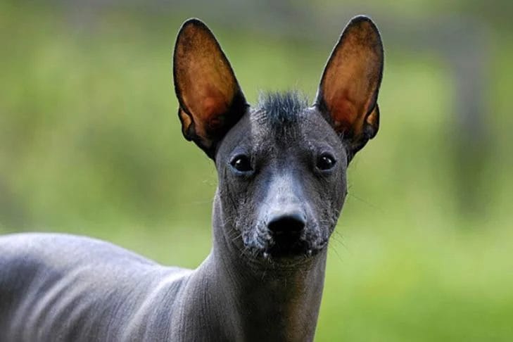 Introduction The Hairless Dog Breed