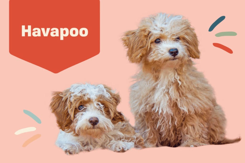 Introduction The Havapoo Dog Breed