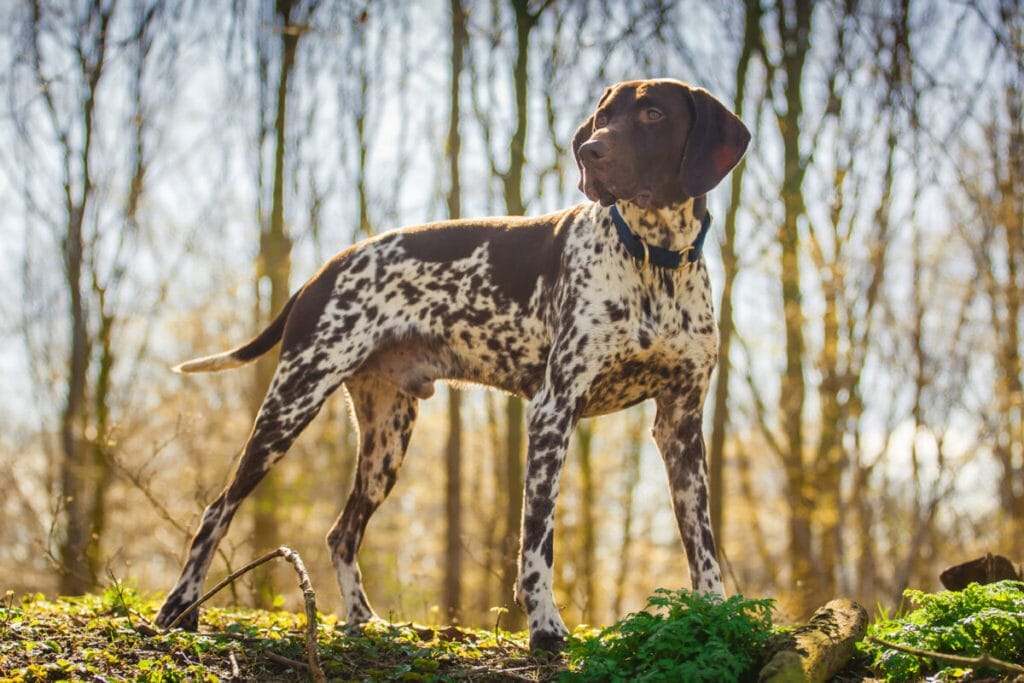 Caring for a Pointer dog breed