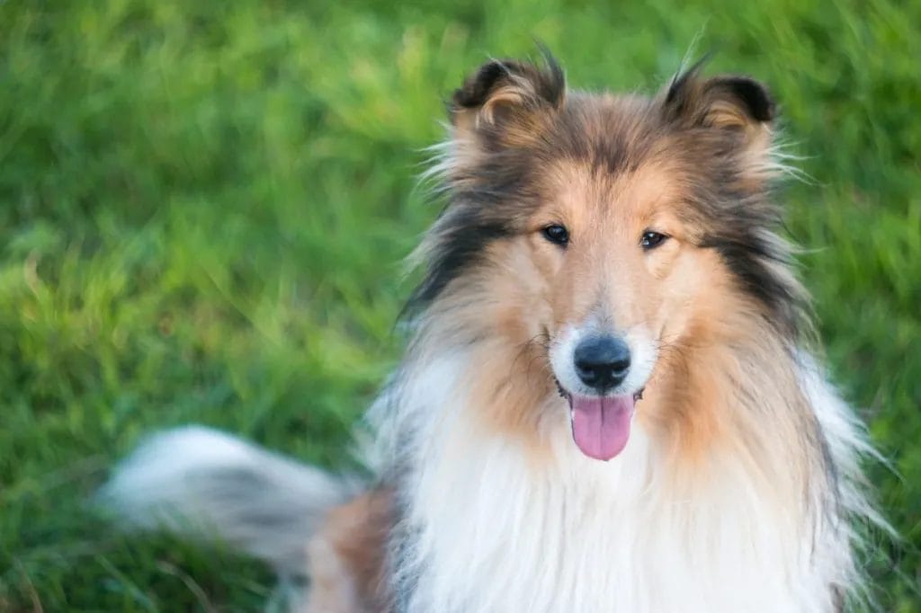 Introduction The Rough Collie Dog Breed