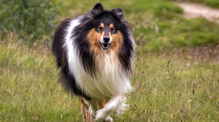 Caring for a Rough Collie