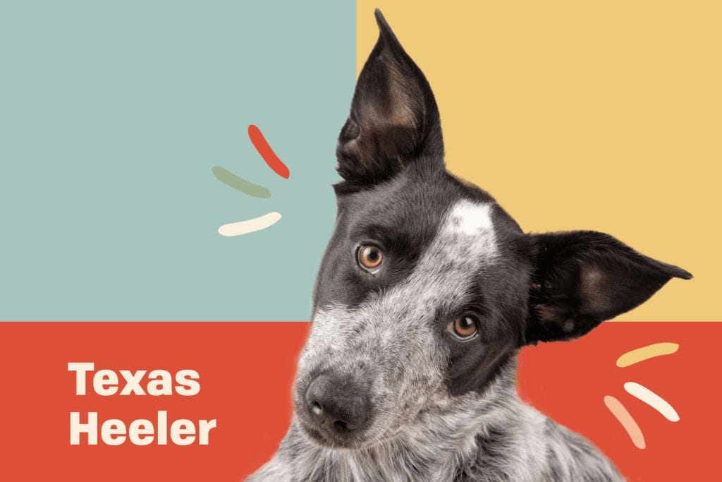 Introduction The Texas Heeler Dog Breed