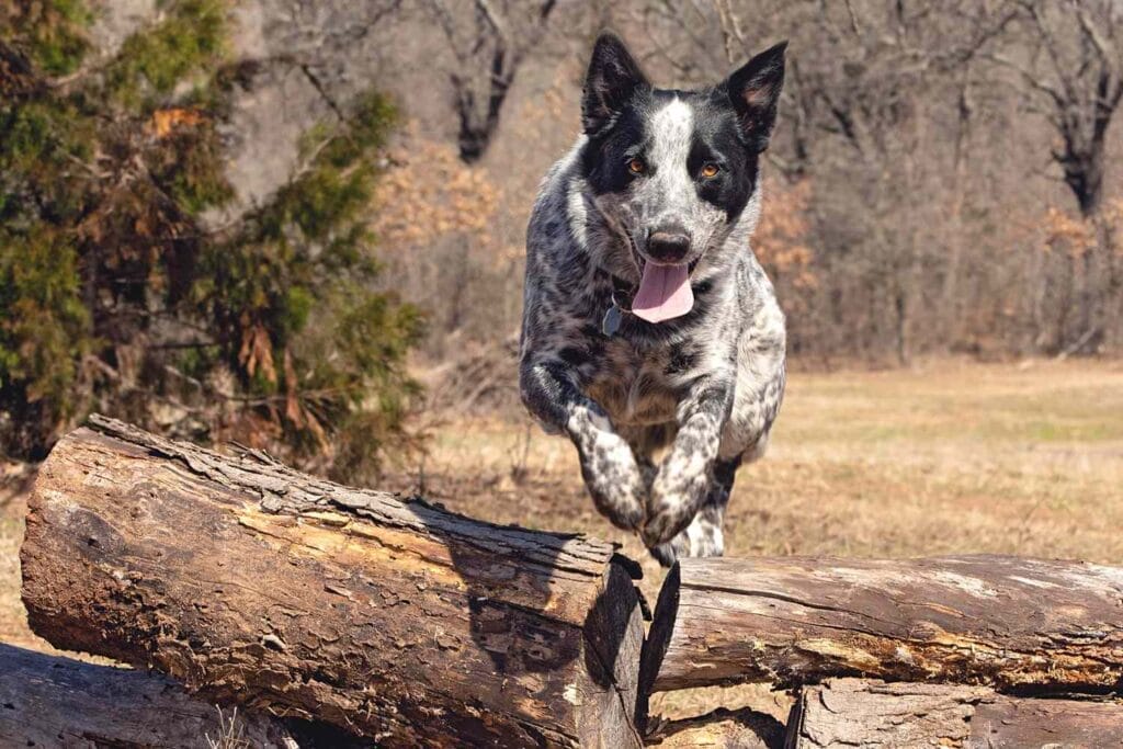 How to Care for a Texas Heeler dog breed