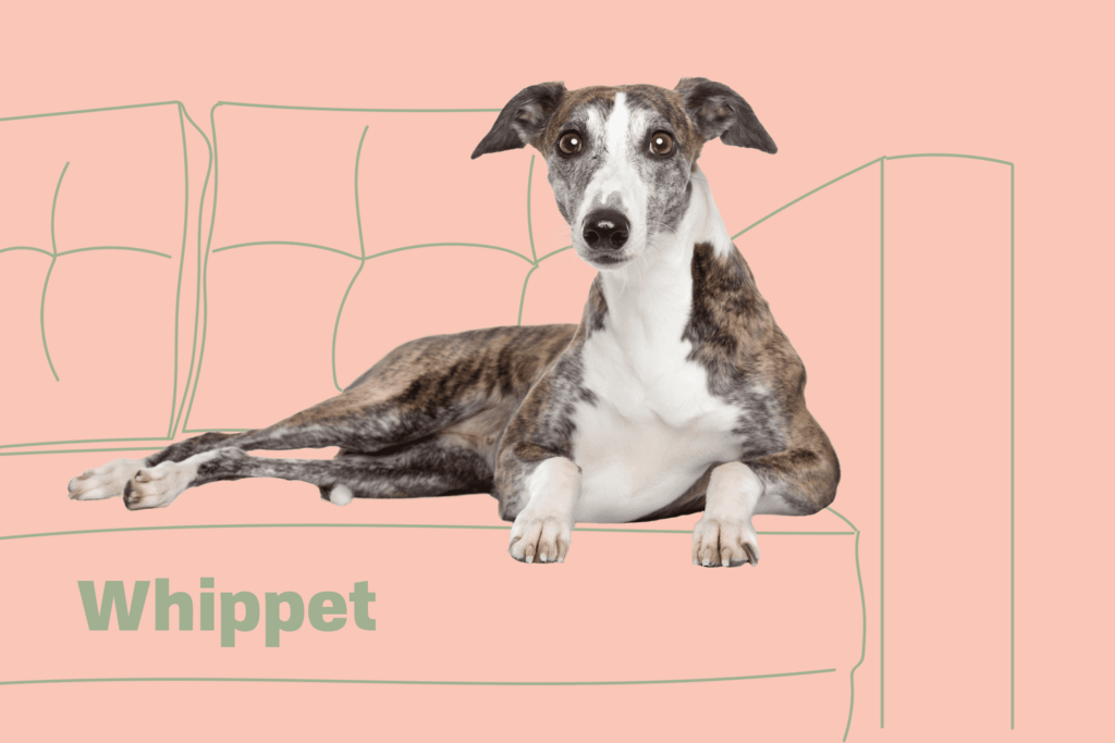 Introduction The Whippet Dog Breed