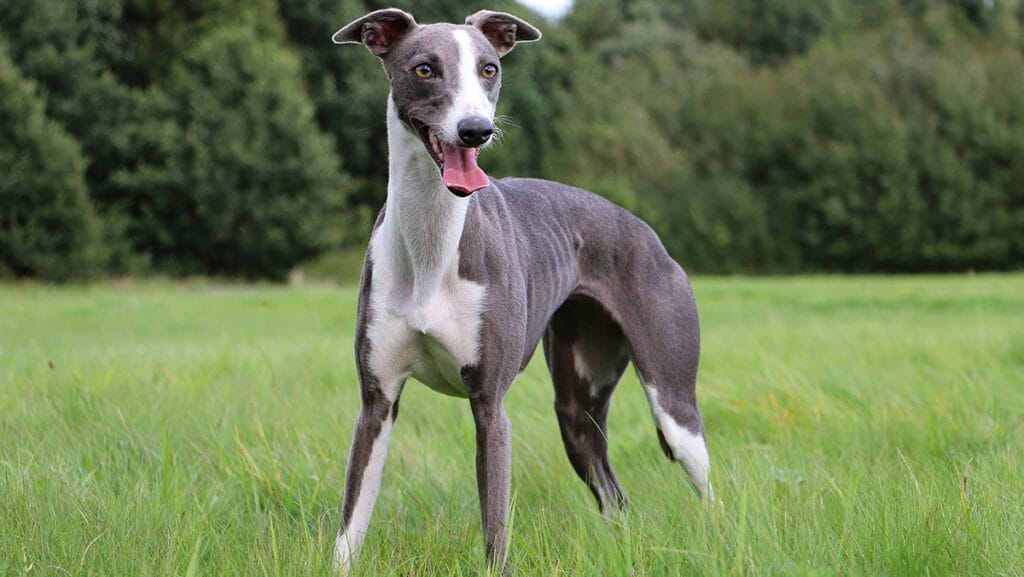 Caring for a Whippet dog breed