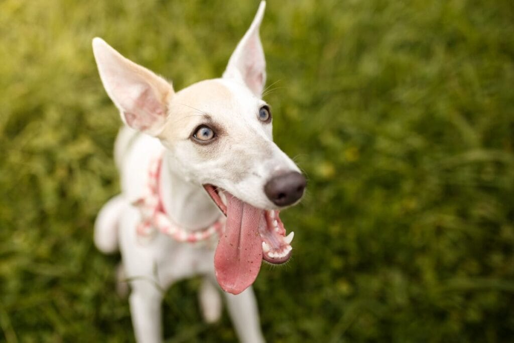 Finding a Whippet Breeder and Adoption