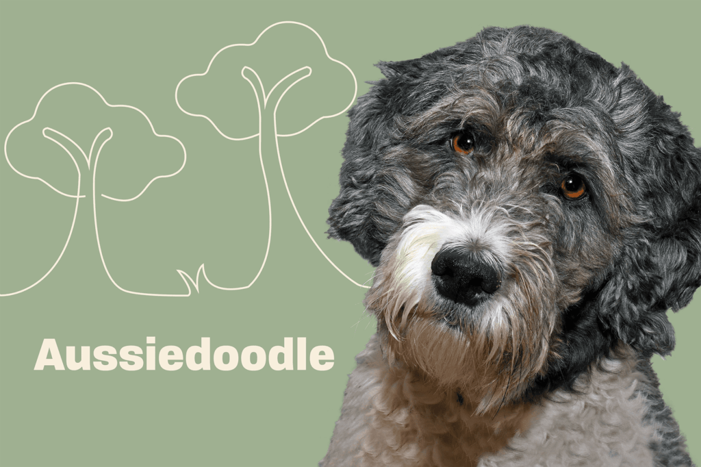 Introduction The Aussiedoodle Dog Breed