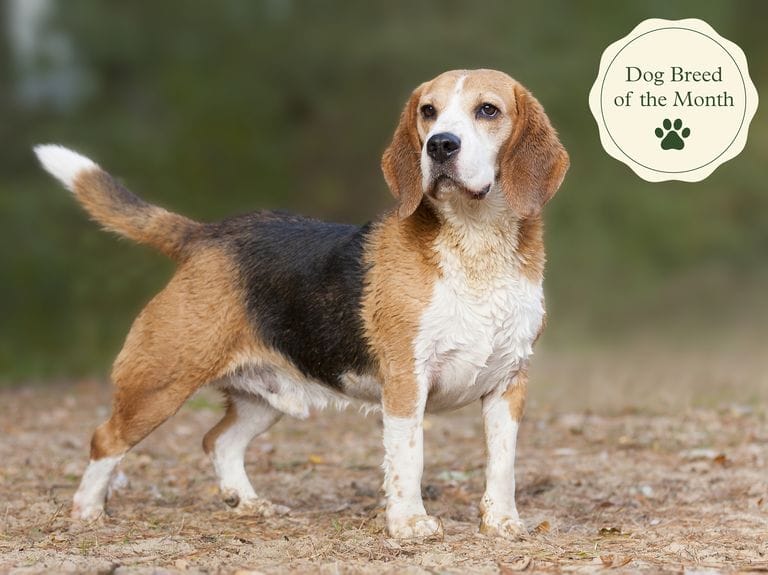 Introduction Beagle Dog Breed 