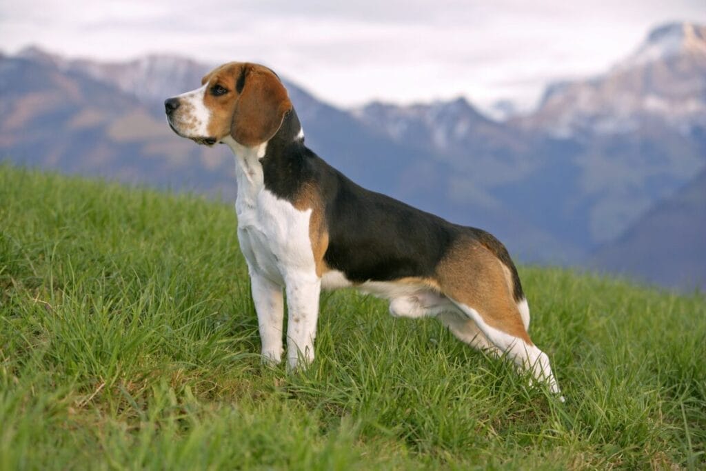 Caring for a Beagle Dog Breed