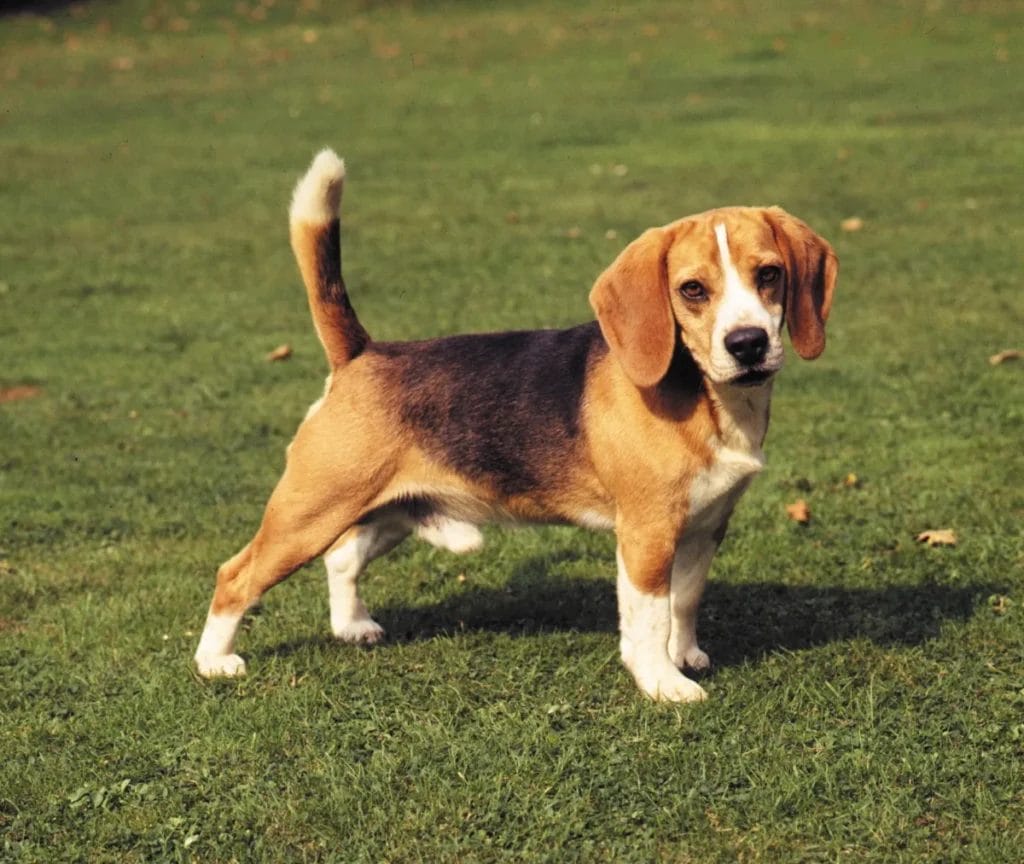 Finding a Beagle