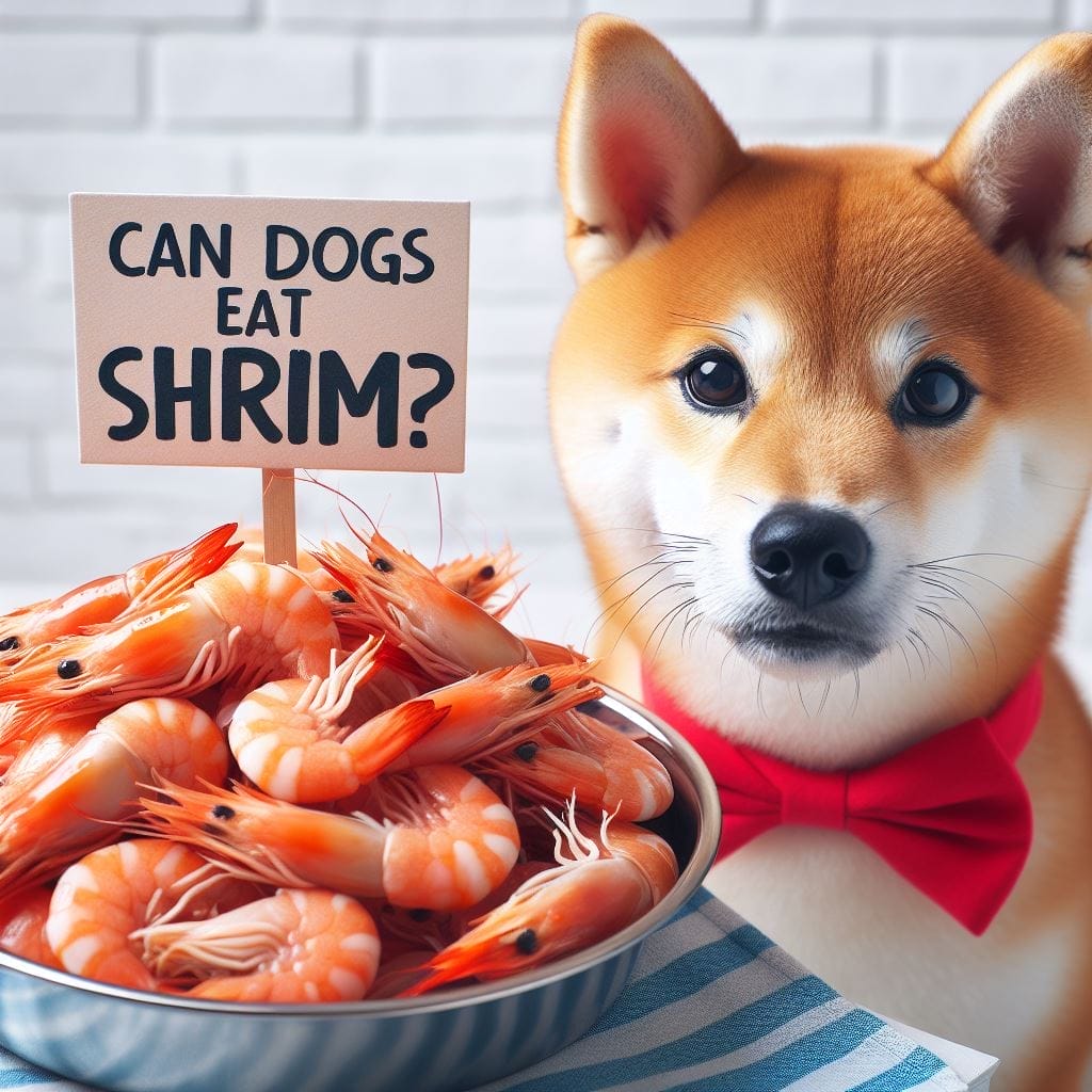How to Feed Shrimp to Dogs