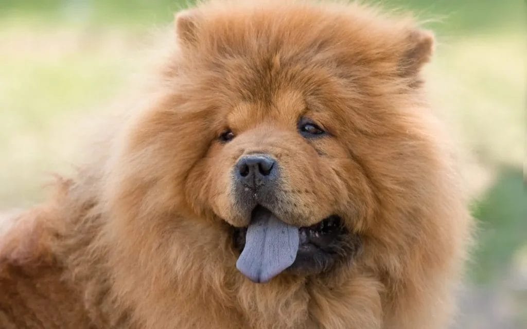 Introduction The Chow Chow Dog Breed