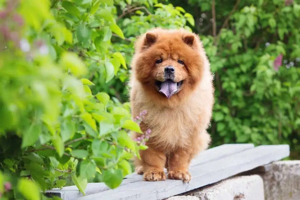 Caring for a Chow Chow