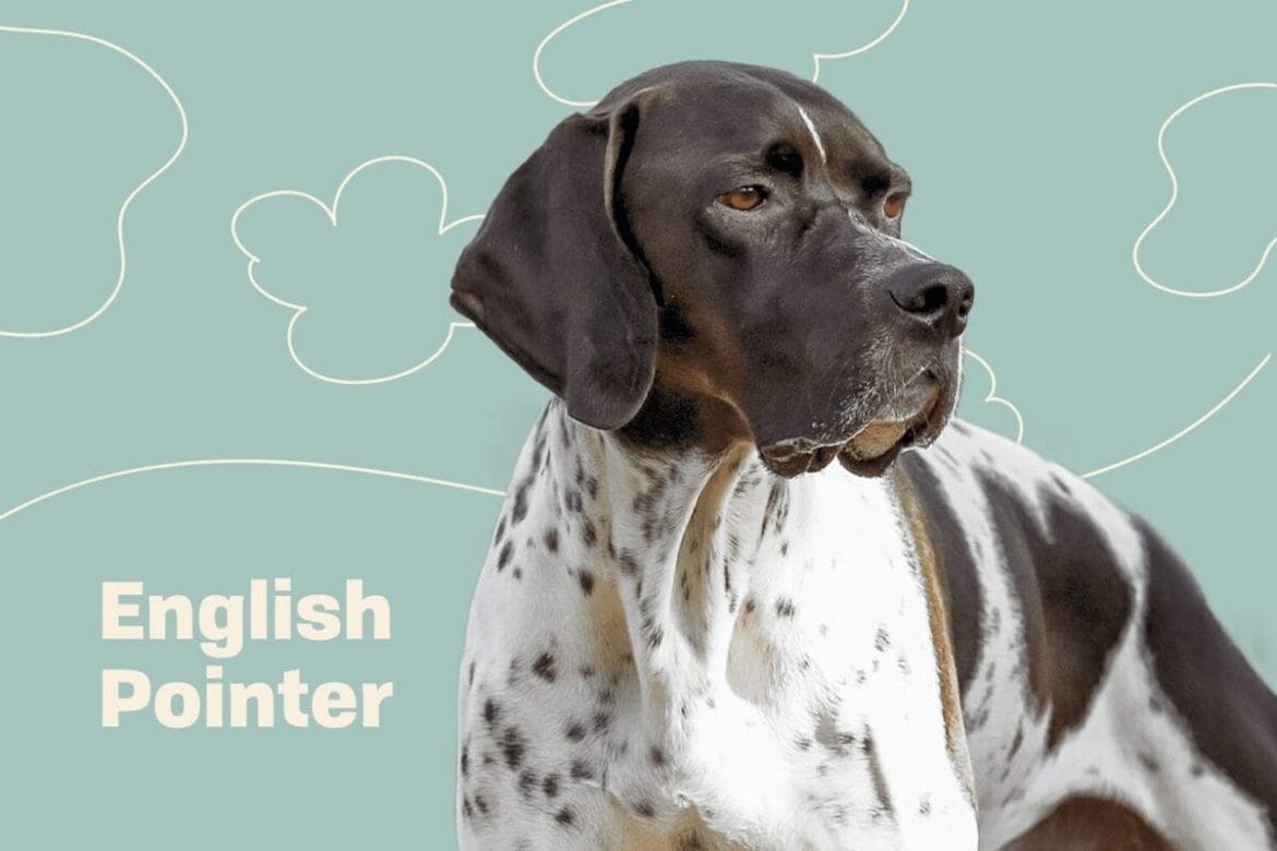 Introduction The English Pointer Dog Breed