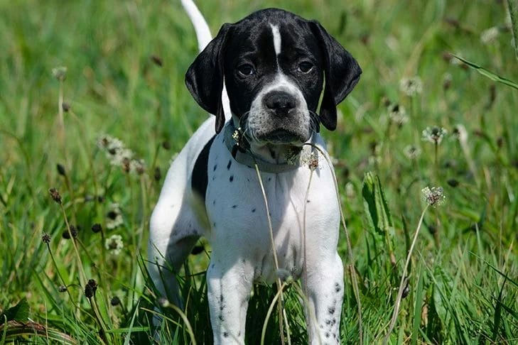 Finding an English Pointer
