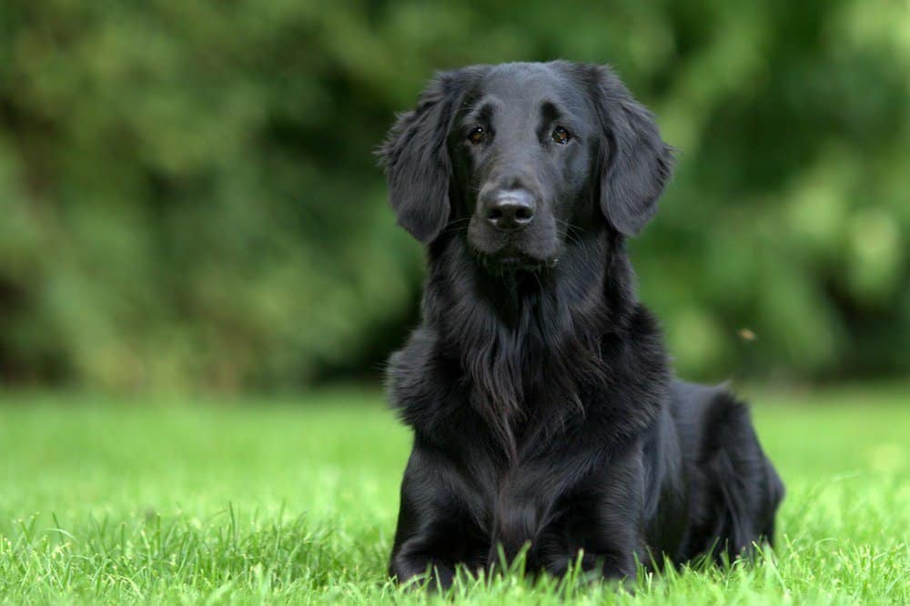 Introduction The Flat Coated Retriever Dog Breed