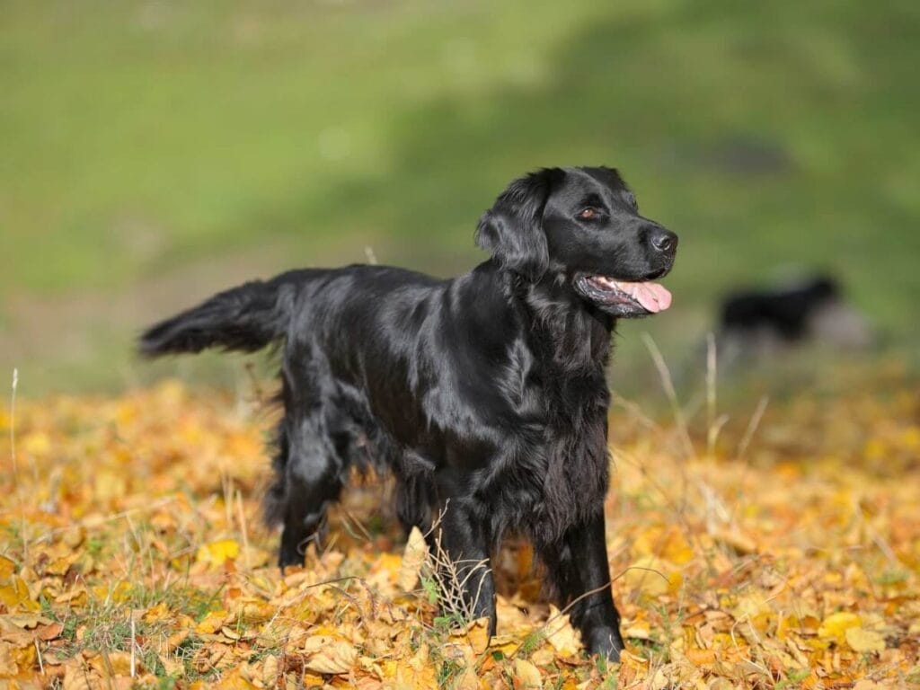 How to Care for a Flat Coated Retriever dog breed