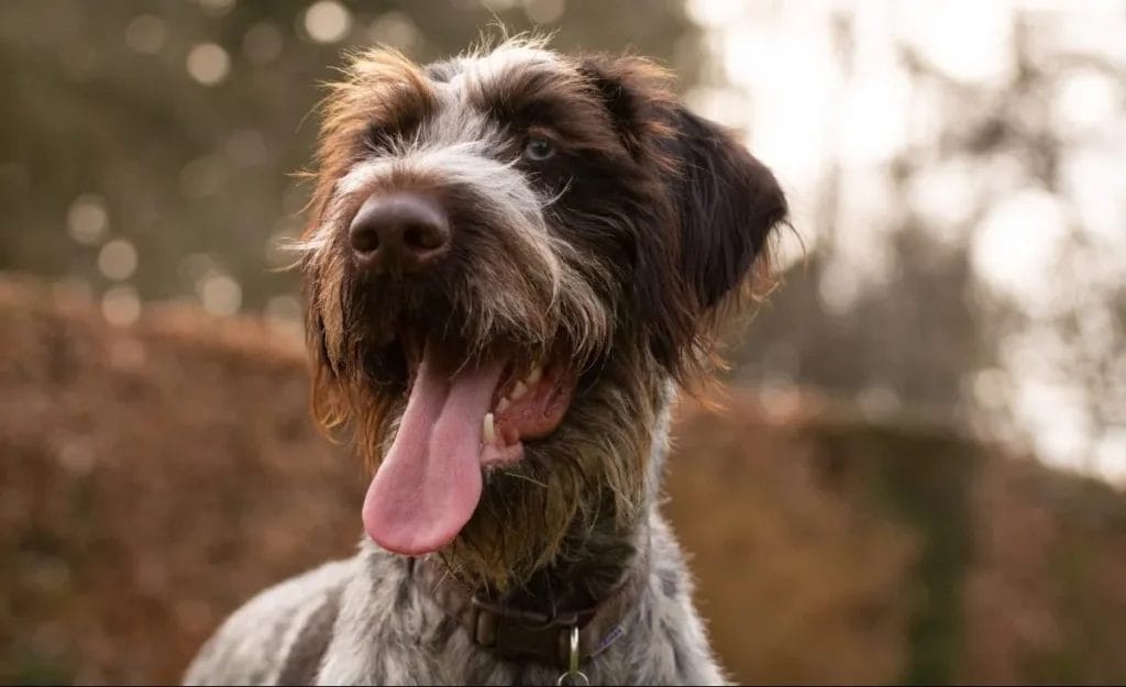 Introduction The German Wirehaired Pointer Dog Breed