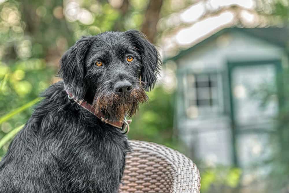 How to Care for a German Wirehaired Pointer dog breed
