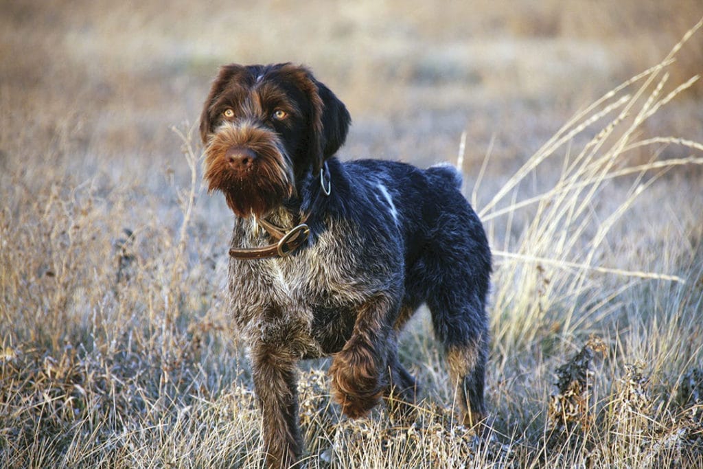Finding a German Wirehaired Pointer