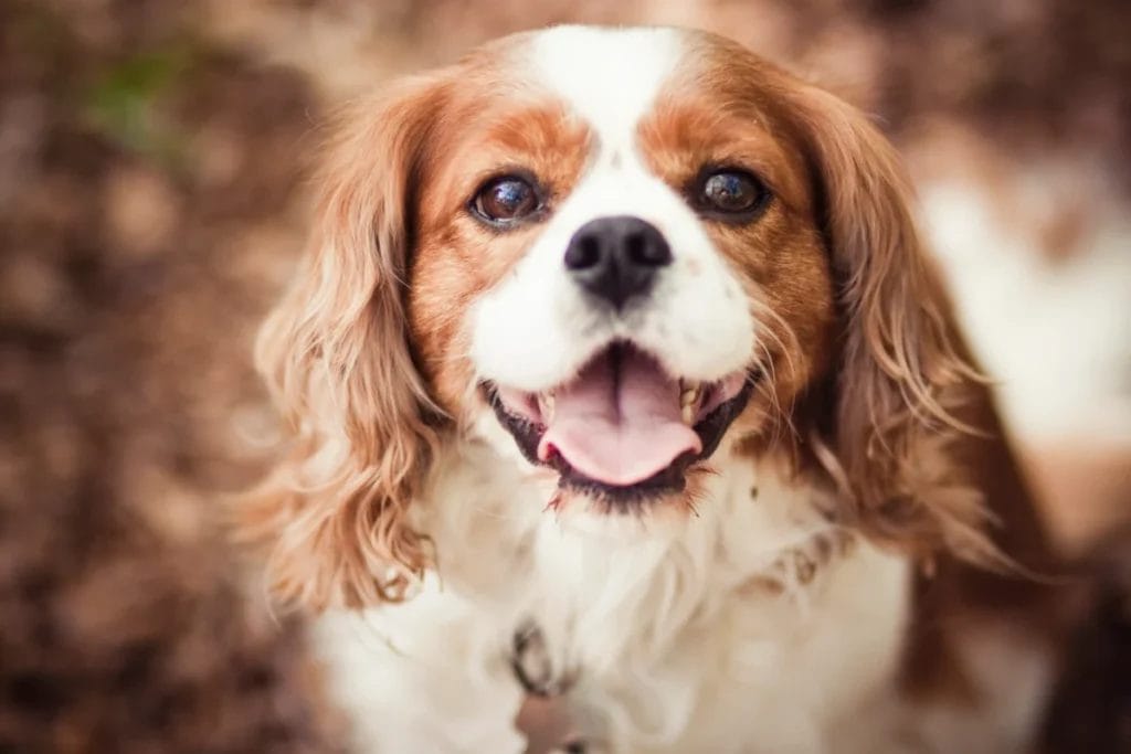 Introduction The King Charles Cavalier Dog Breed