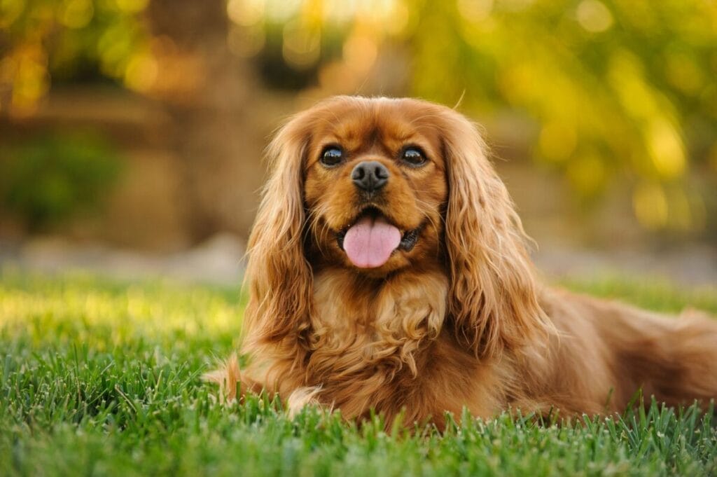 Caring for a King Charles Cavalier