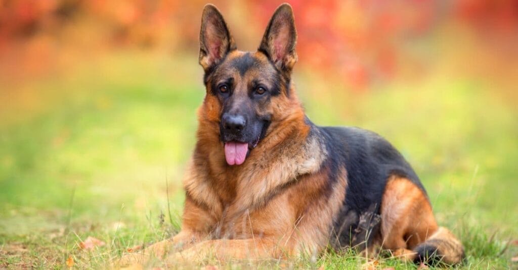 Introduction The King Shepherd Dog Breed