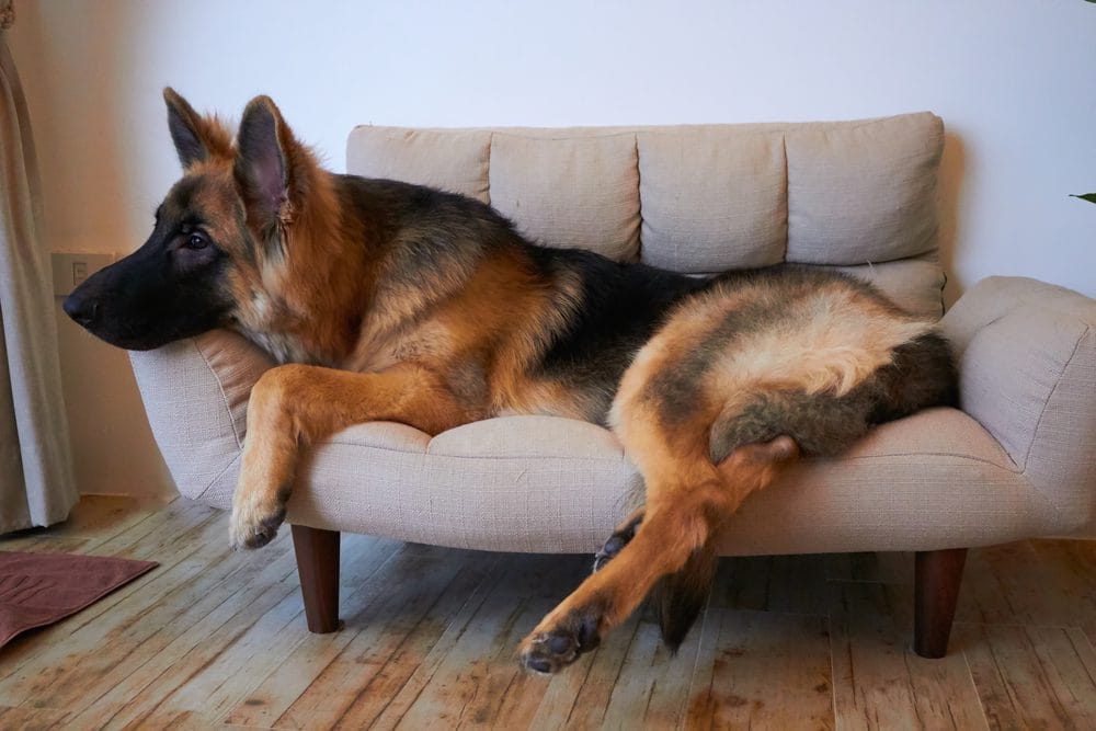 Caring for a King Shepherd Dog Breed
