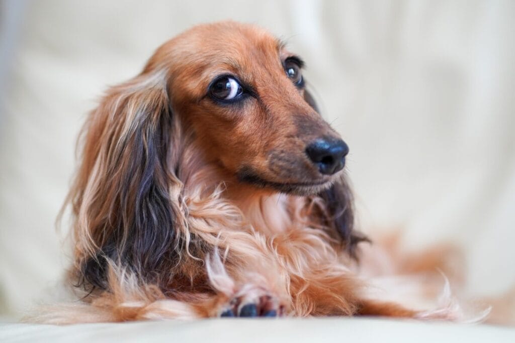 Introduction The Long Haired Dachshund Dog Breed