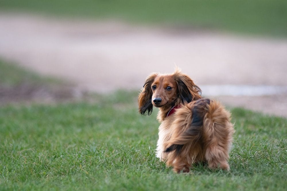 Caring for a Long Haired Dachshund dog breed