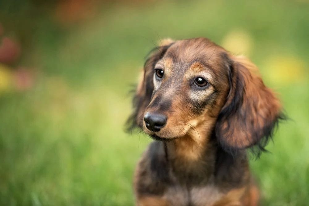 Preparing for a Long Haired Dachshund
