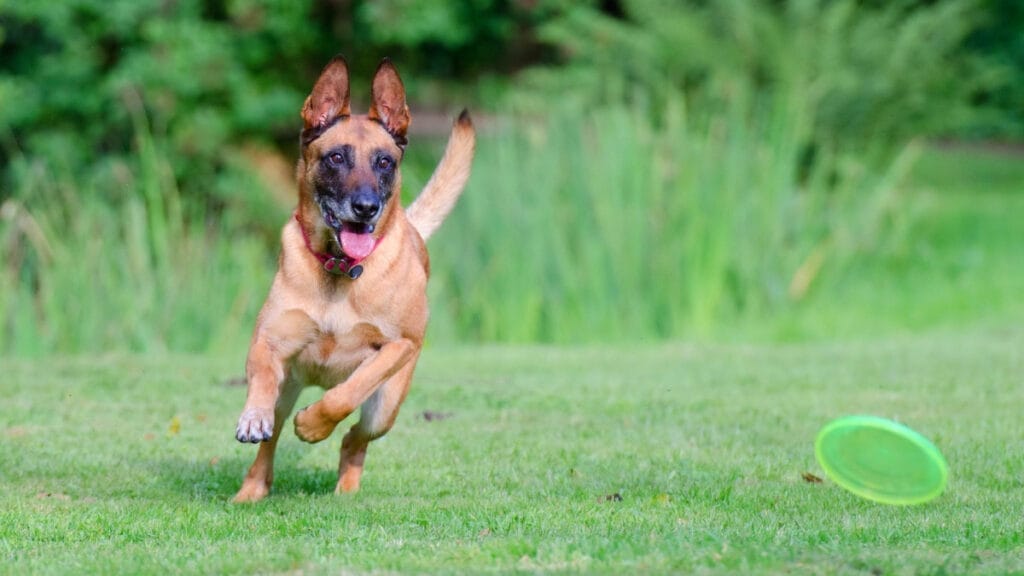 Caring for a Malinois dog breed