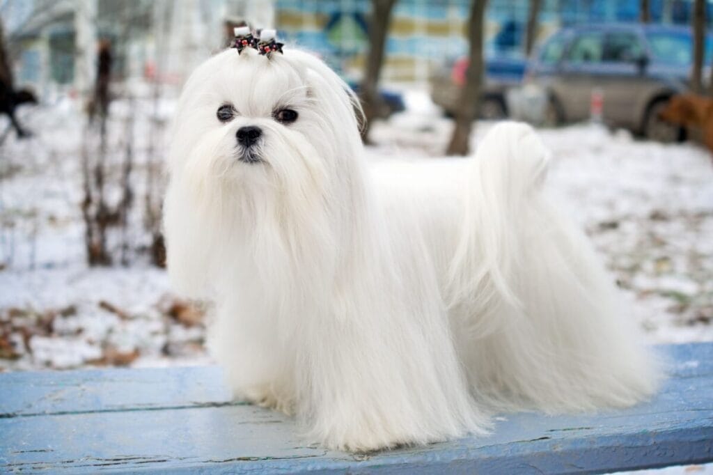 Caring for Your Maltese Dog