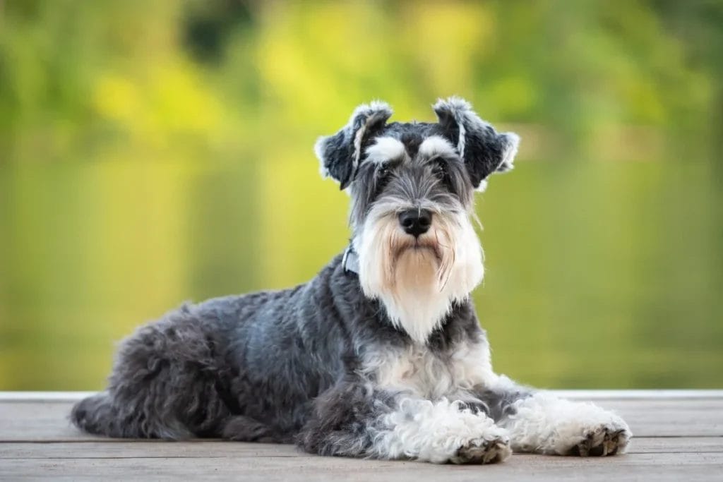 Introduction The Schnauzer Dog Breed