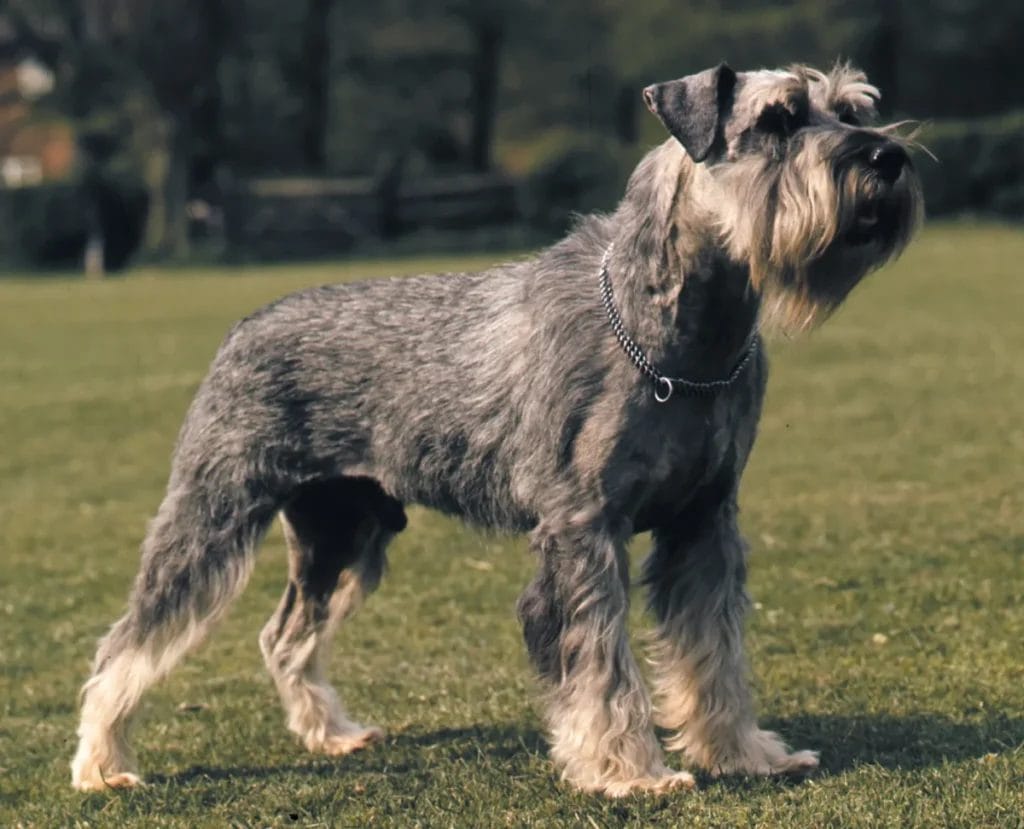 Caring for Your Schnauzer