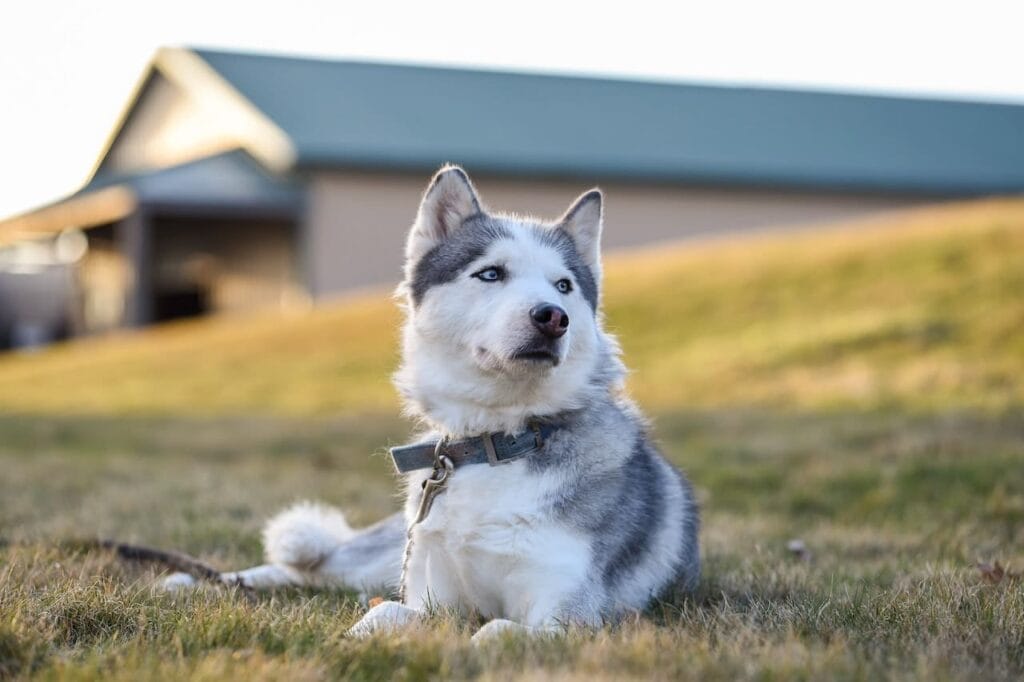 Caring for a Siberian Husky dog breed