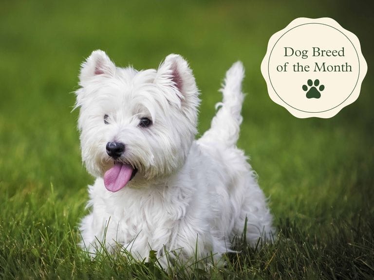 Introduction West Highland White Terrier Dog Breed