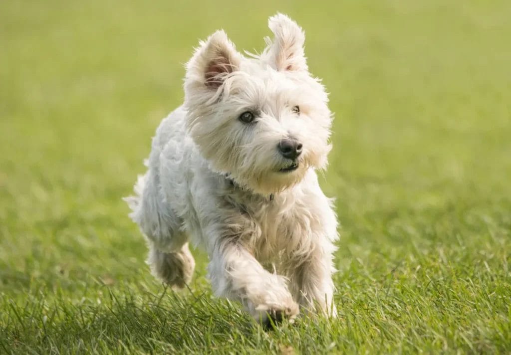 Caring for a West Highland White Terrier