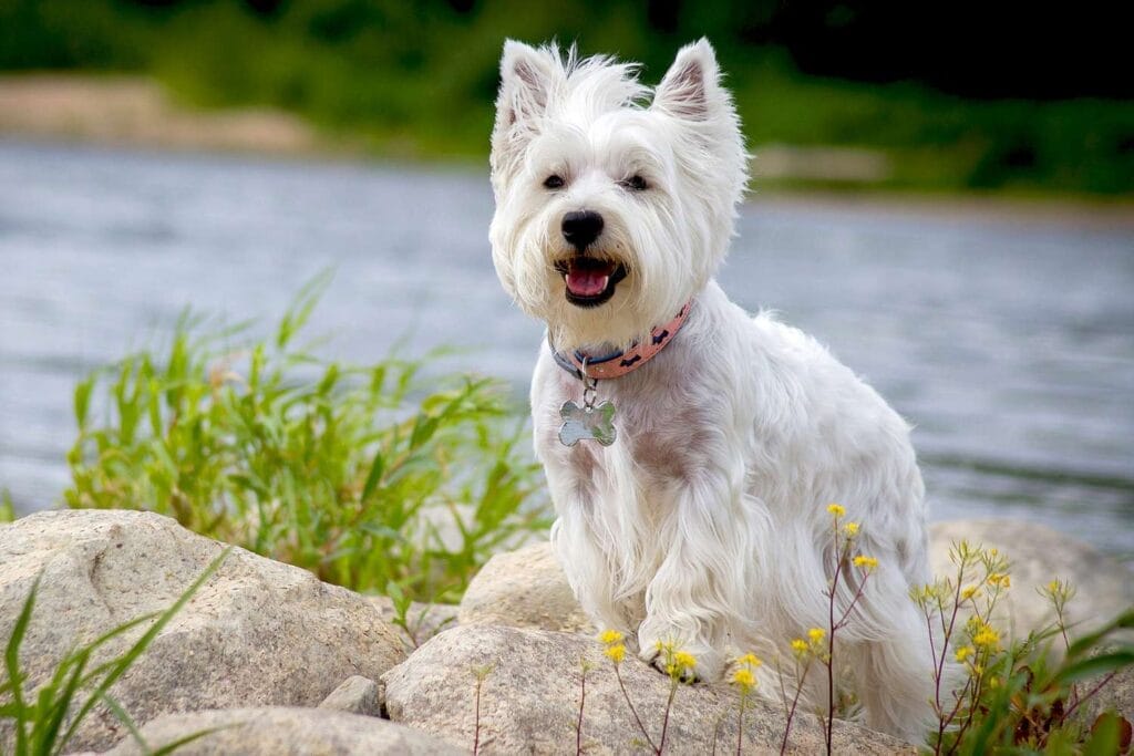 Finding a West Highland White Terrier