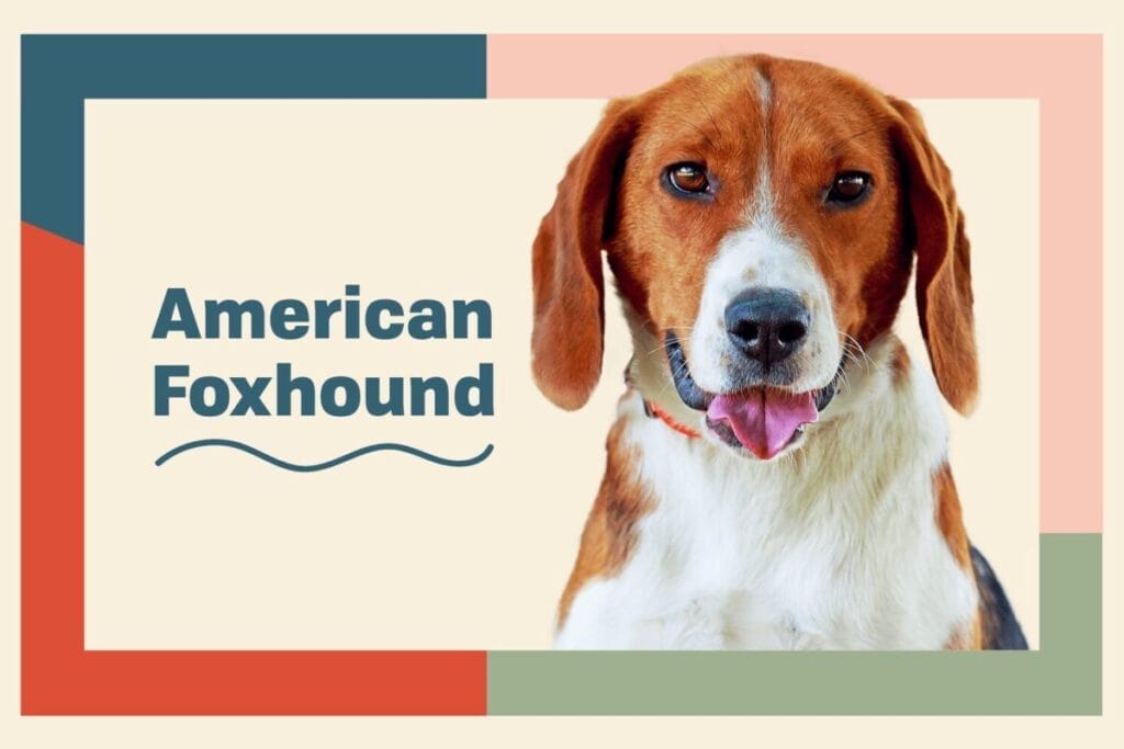 Introduction The American Foxhound Dog Breed